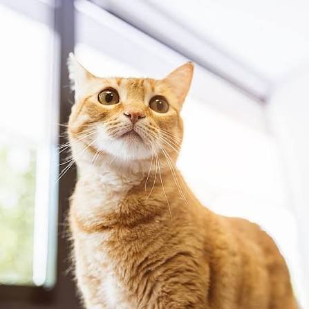 Simon