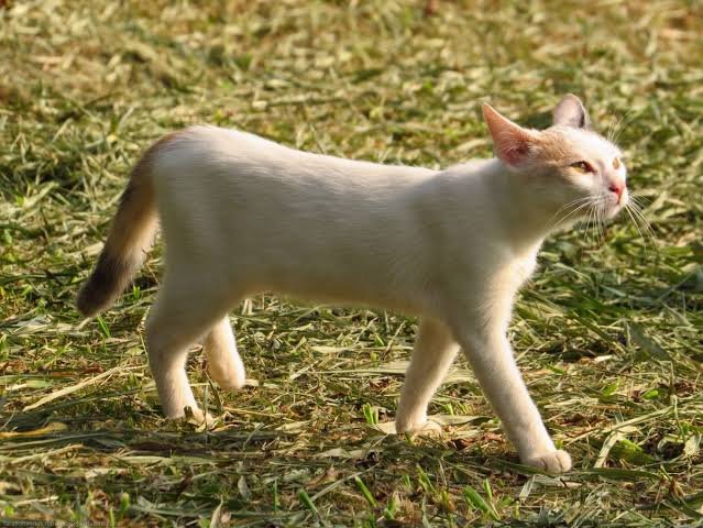 Oliver